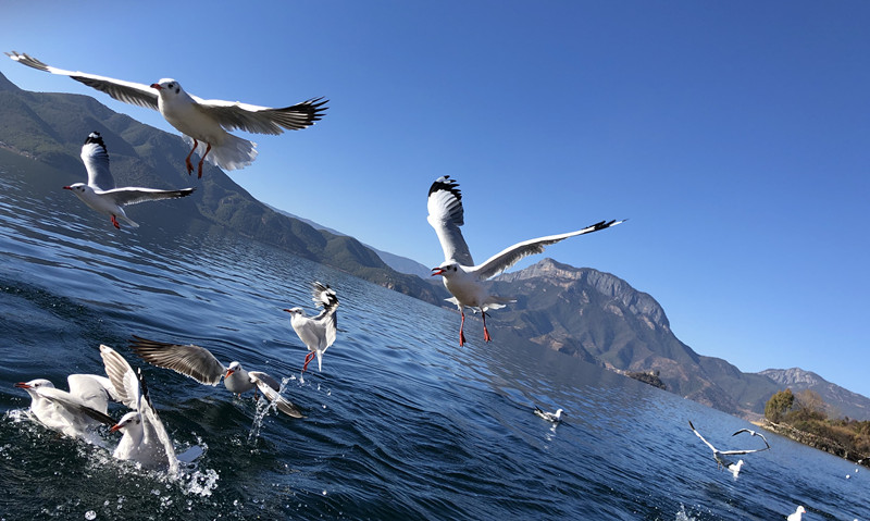 風(fēng)光類(lèi) 白泓—翱翔  (2)_副本.jpg