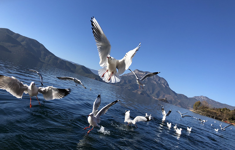 風(fēng)光類(lèi) 白泓—翱翔  (1)_副本.jpg